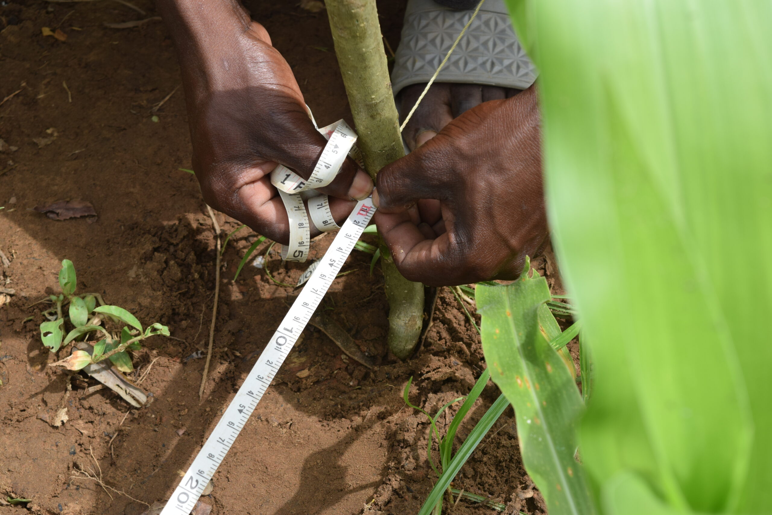A young cashew sapling growing in a coastal Kenyan field