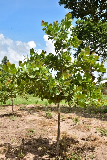 Land clearing