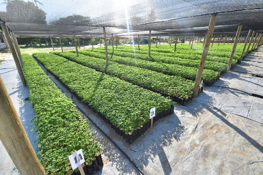 Seedling provision