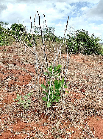Tree protection