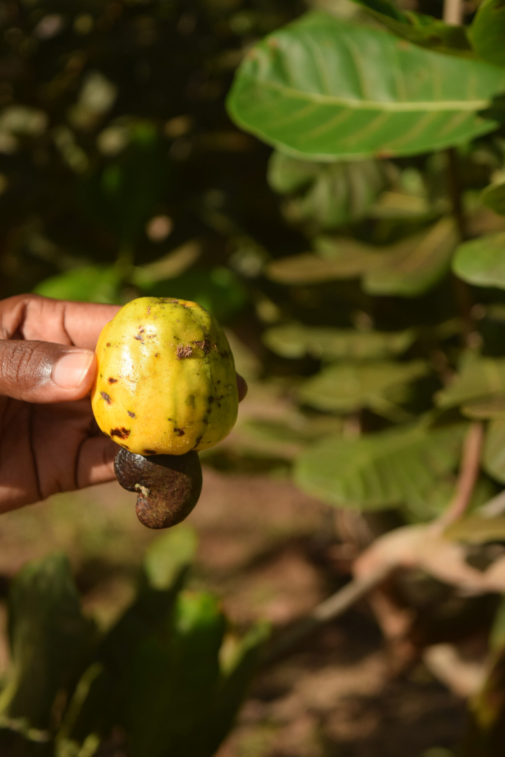 Ripe cashew apples and nuts on the tree