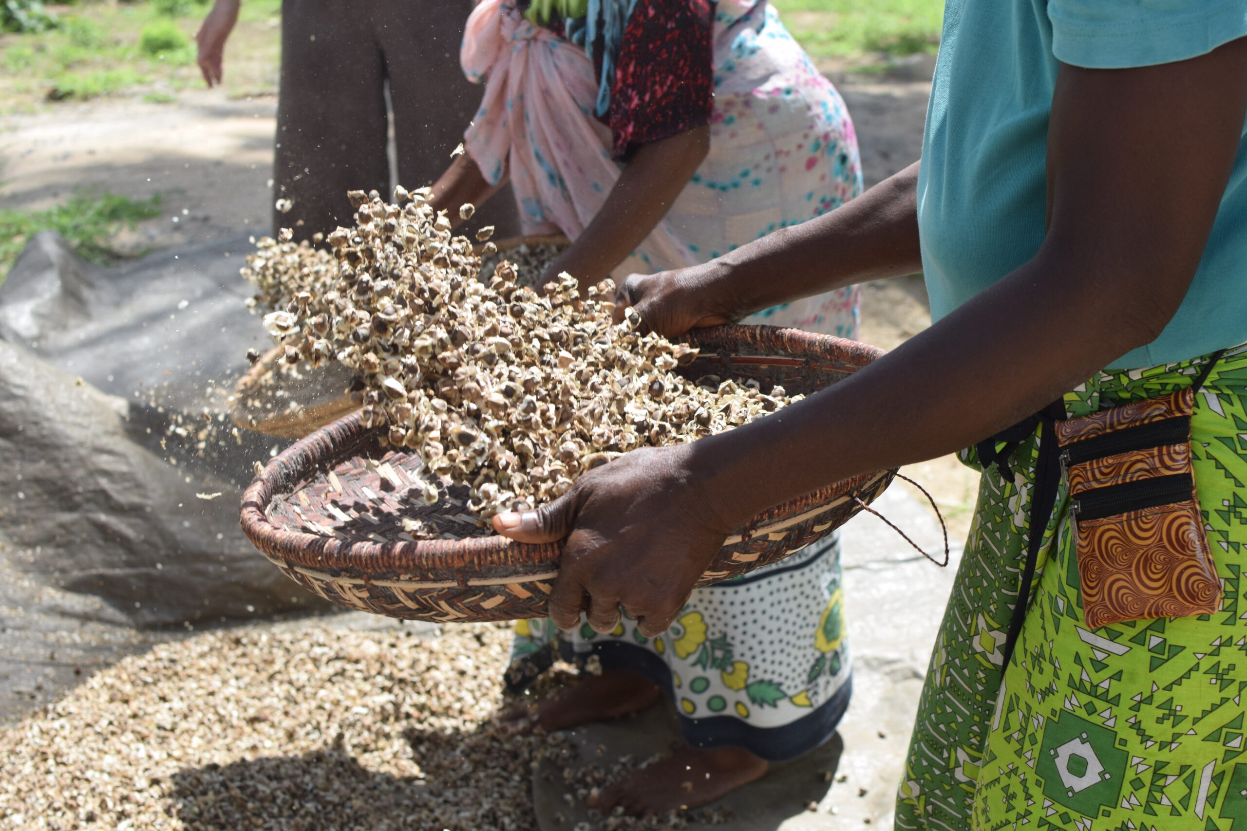 Moringa trees growing in rows on the Kenyan coast