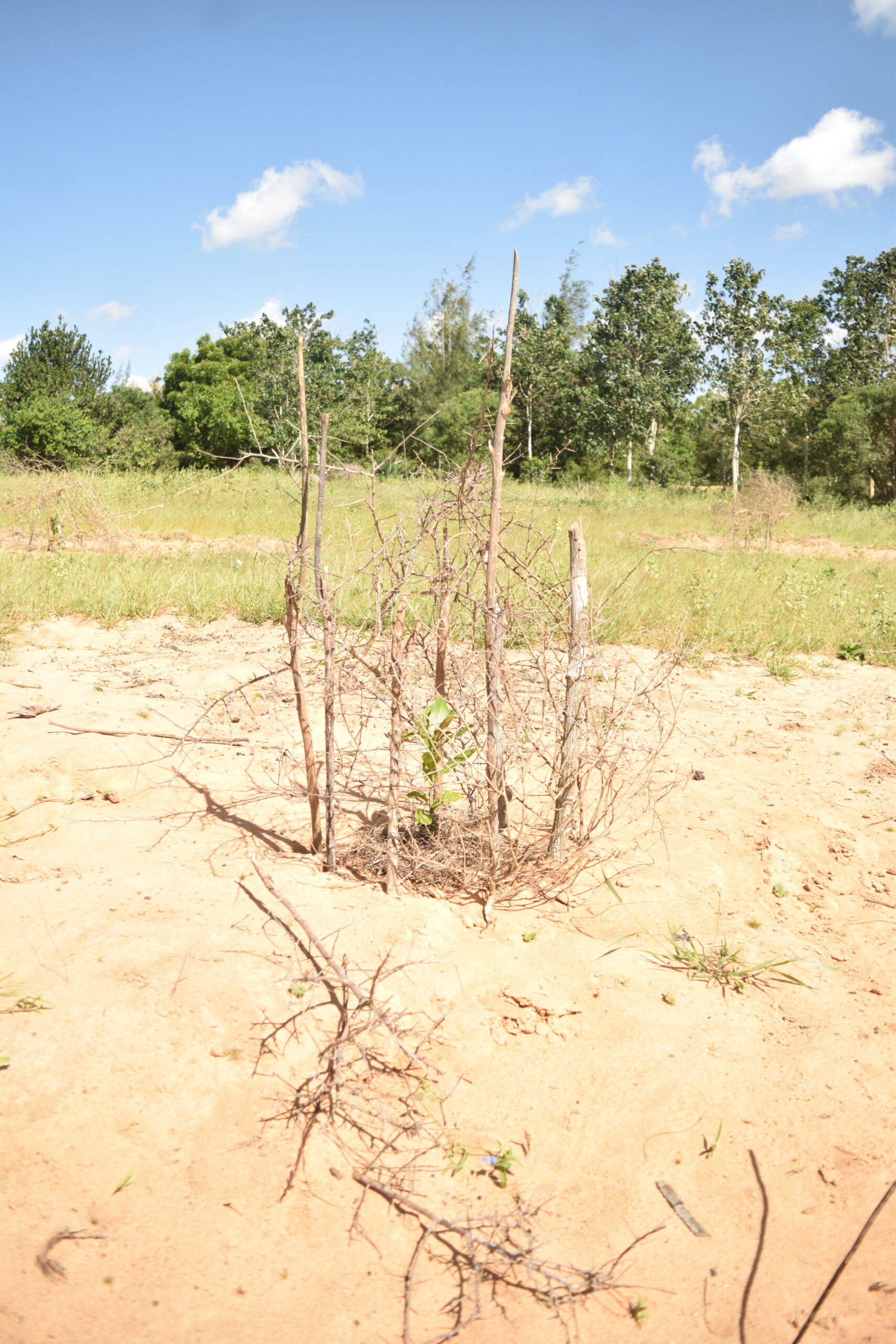 Seedling protection